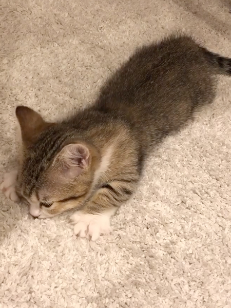 ふみふみちゅぱちゅぱする子猫