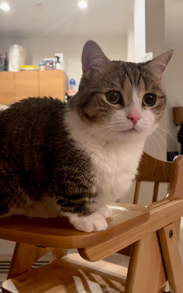 ふみふみちゅぱちゅぱする子猫