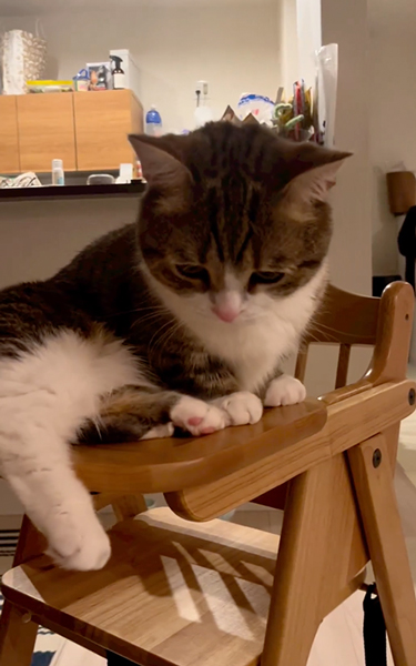 ふみふみちゅぱちゅぱする子猫