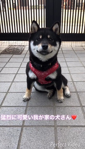 玄関座ってるワンコ