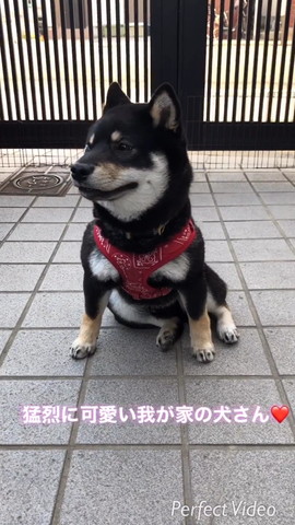 玄関座って横向いてるワンコ