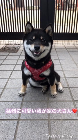 玄関座ってるワンコ笑顔