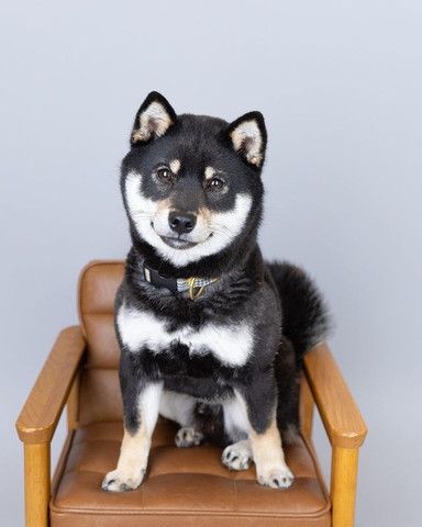 椅子に座ってるワンコ