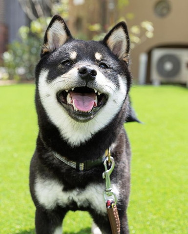 外で笑顔のワンコ