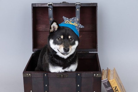 箱に入ってるワンコ