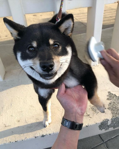 ブラッシングされてる猫