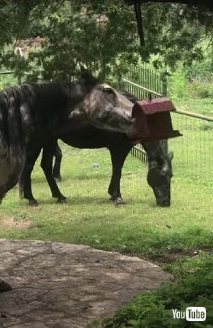 鳥のエサを食べる馬