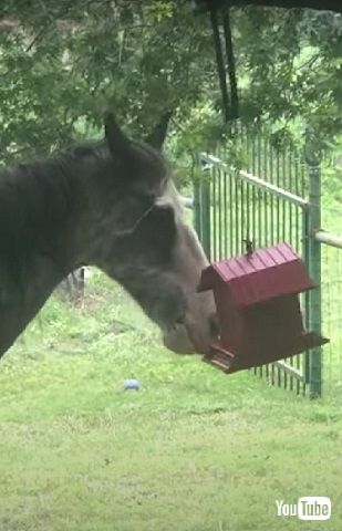 鳥のエサを食べる馬