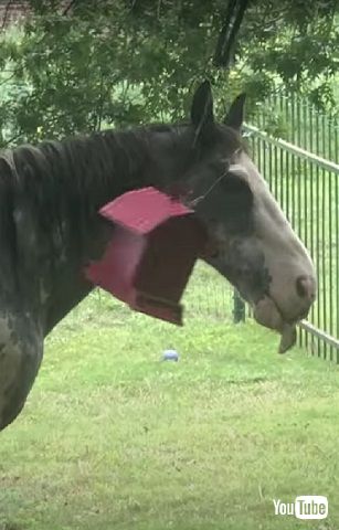 鳥のエサを食べる馬