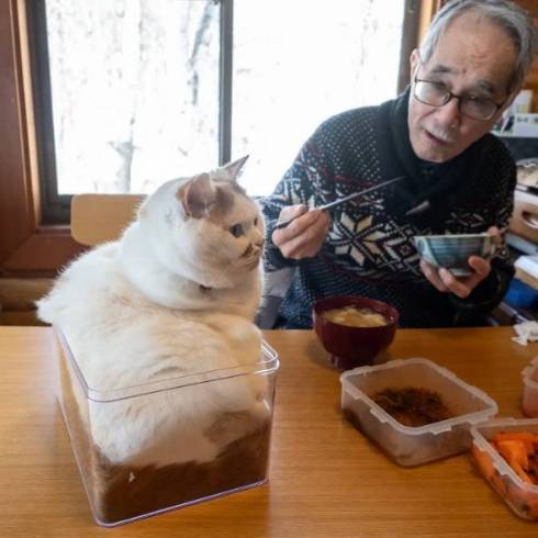 お父さんの邪魔をする猫