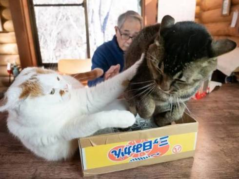 お父さんの邪魔をする猫