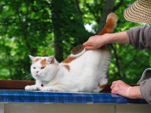 お父さんの邪魔をする猫