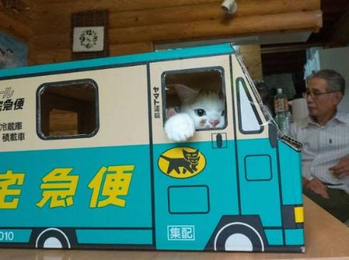 お父さんの邪魔をする猫