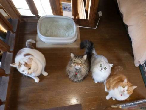 お父さんの邪魔をする猫