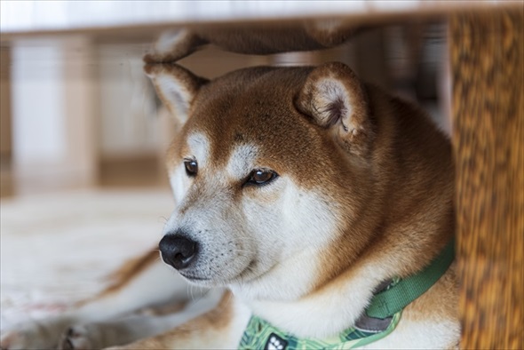 イヌ用人工血液