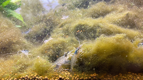 コケを食べるヤマトヌマエビ