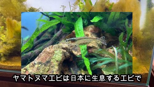 ヤマトヌマエビは