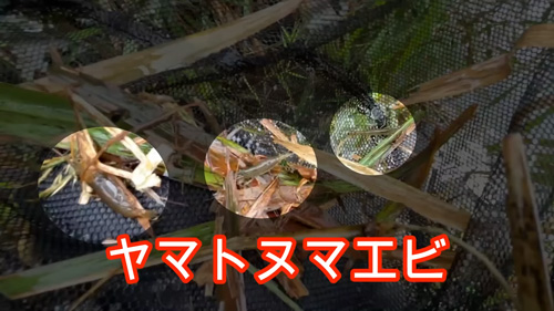 捕獲したヤマトヌマエビ3匹