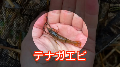 テナガエビ
