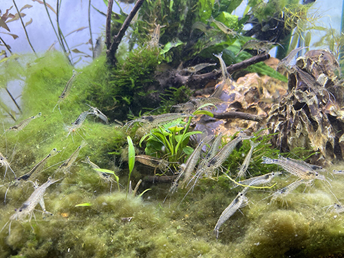 ヤマトヌマエビの群れ