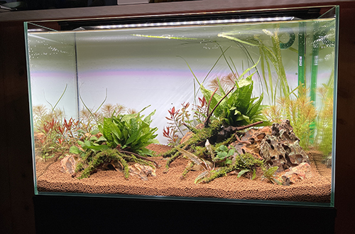 立ち上げた水槽