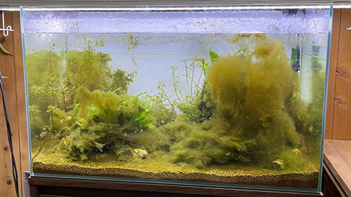 コケまみれ水槽
