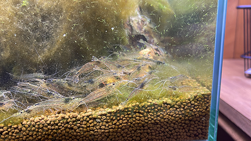 集まるヤマトヌマエビ