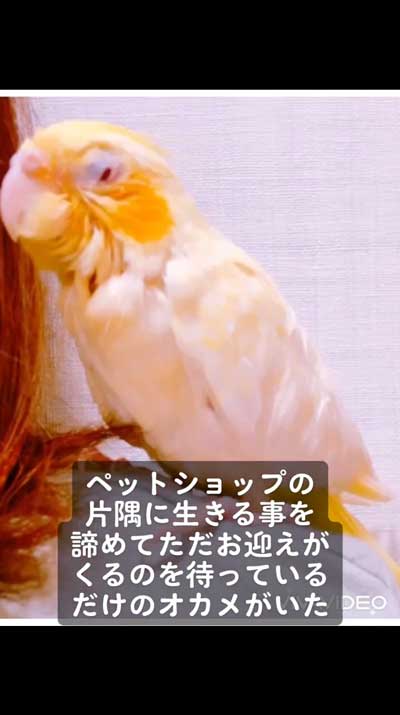 メガバクテリア症のオカメインコ