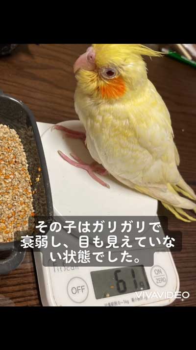 オカメインコ