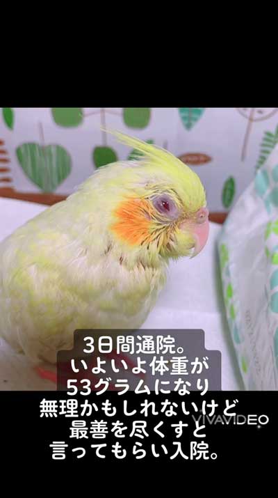 マクロラブダス感染症のオカメインコ