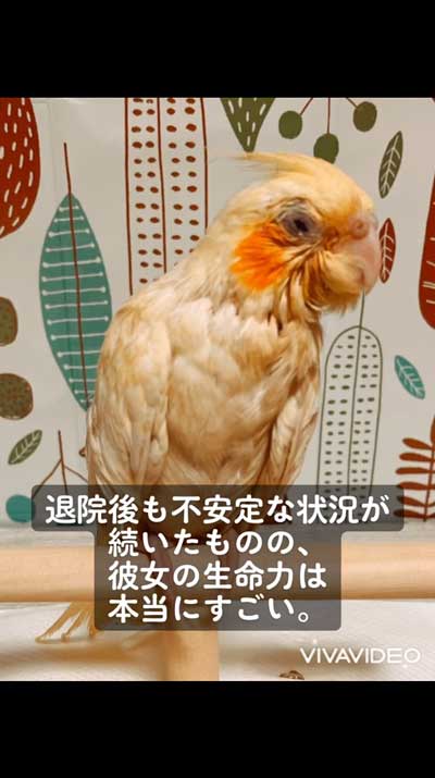 闘病するオカメインコ