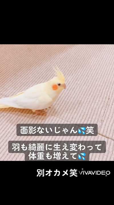 元気になったオカメインコ