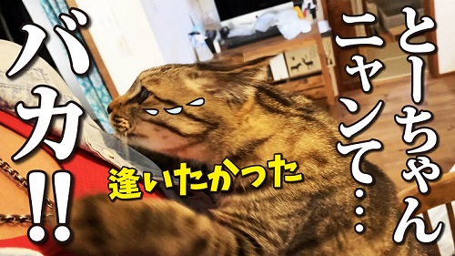 抱きつく猫
