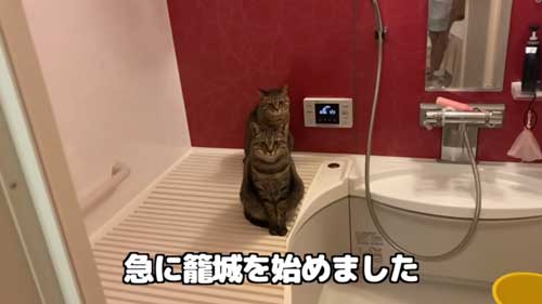 留守番する猫