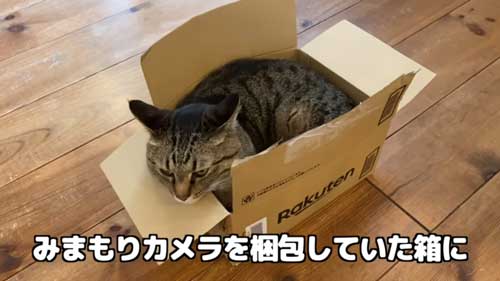 ダンボールが気に入る猫