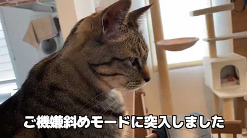 すねる猫