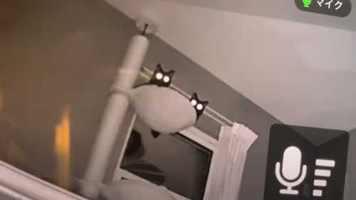 見守りカメラに映る猫
