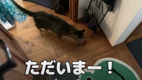 お出迎えする猫