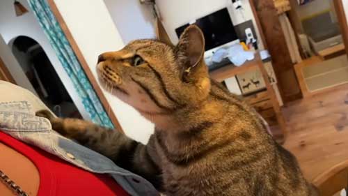 うれしそうに抱きつく猫