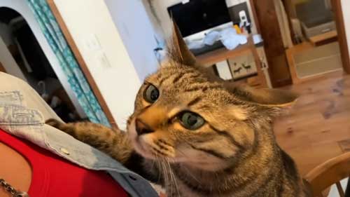 飼い主と再会した猫