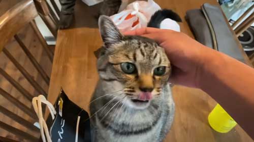 お利口さんにお留守番する猫