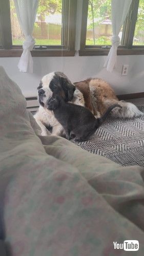 「Kate the Saint Bernard is Slightly Annoyed by Affectionate Cat || ViralHog」