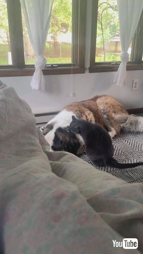 「Kate the Saint Bernard is Slightly Annoyed by Affectionate Cat || ViralHog」