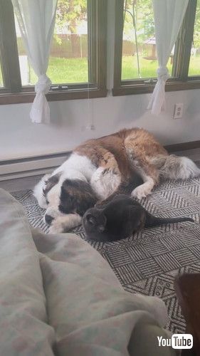 「Kate the Saint Bernard is Slightly Annoyed by Affectionate Cat || ViralHog」