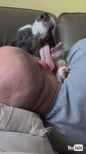 「Wet Willy From Cuddly Puppy's Tongue || ViralHog」