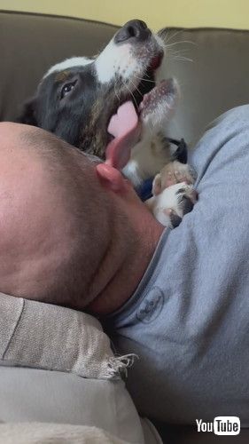 「Wet Willy From Cuddly Puppy's Tongue || ViralHog」