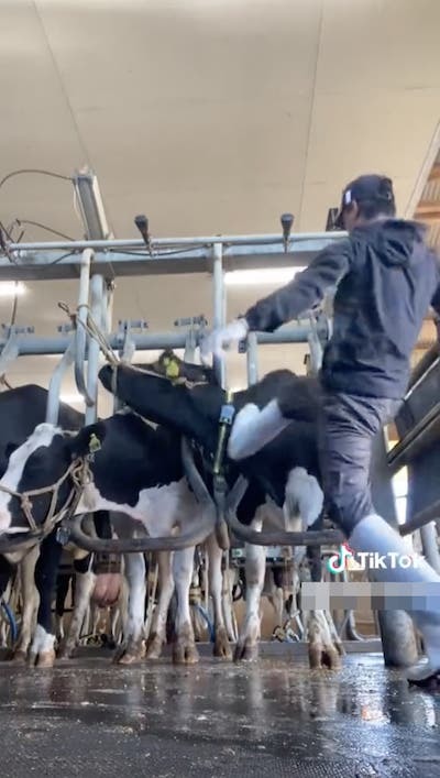 男性が乳牛をロープで縛ったり蹴ったりする動画 島根県警察