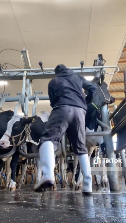 男性が乳牛をロープで縛ったり蹴ったりする動画 島根県警察