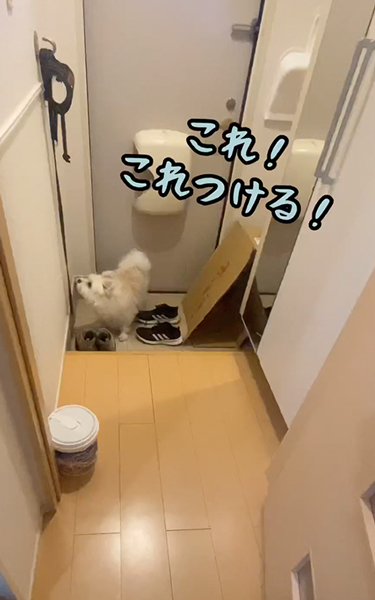 鼻ツンツン犬