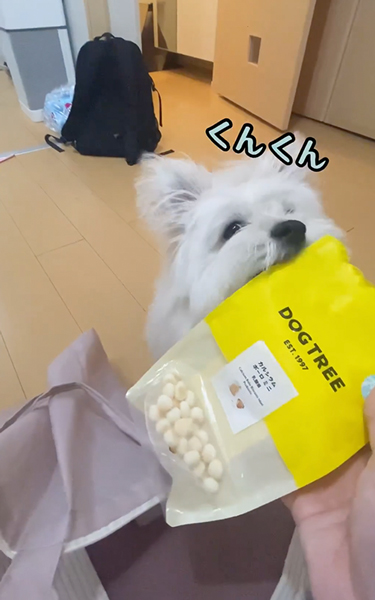 お出掛け前の攻防戦